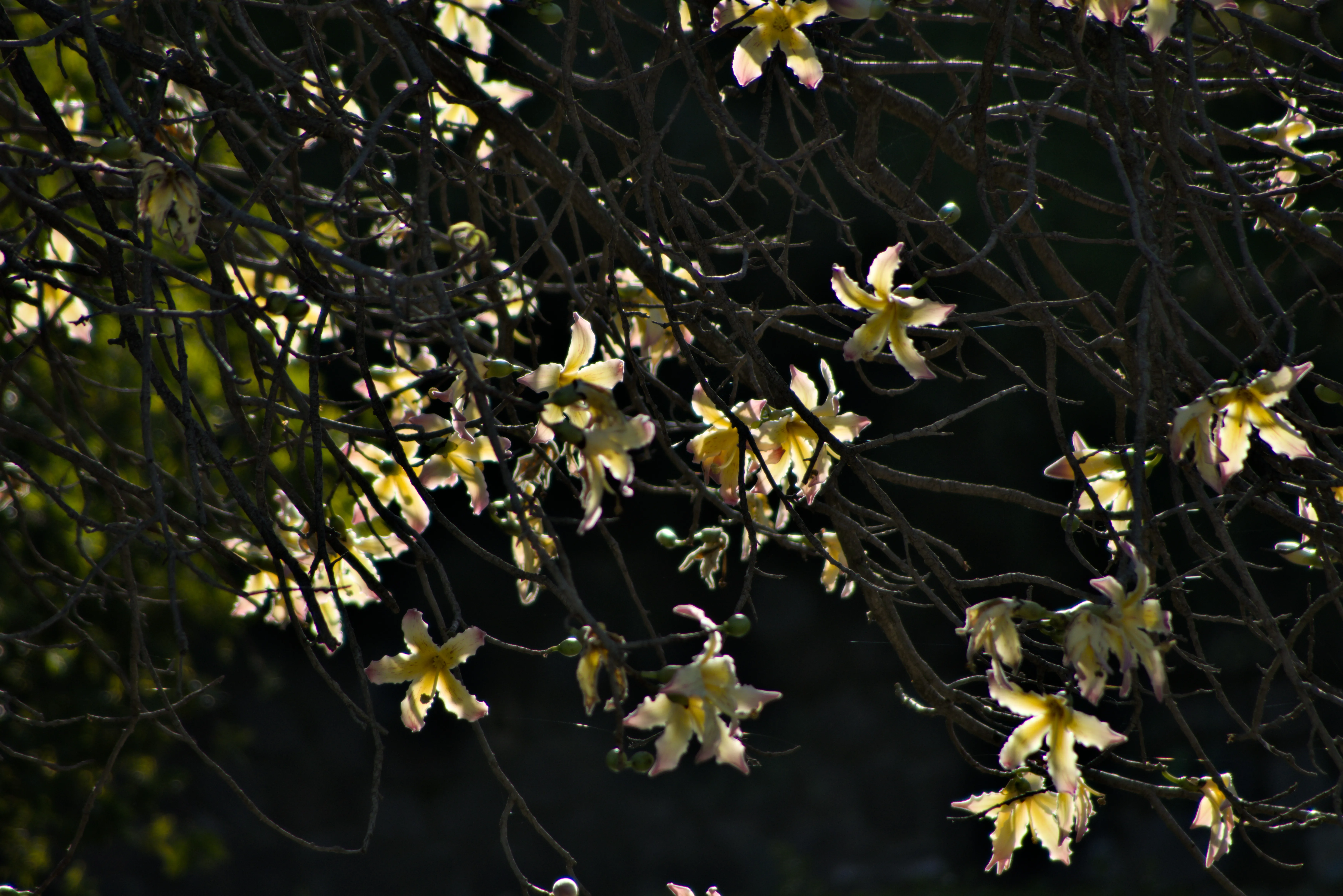 Tamron 28-300mm F3.5-6.3 (EF) - _I4A5904.webp